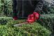 Кущоріз акумуляторний MILWAUKEE M12 FUEL FHT20-402 4933479676 фото 7